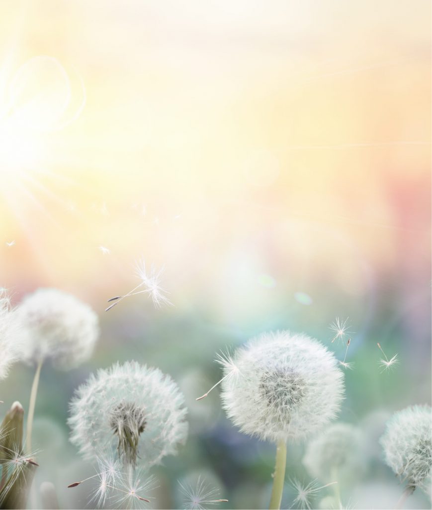 Pollen from flowers